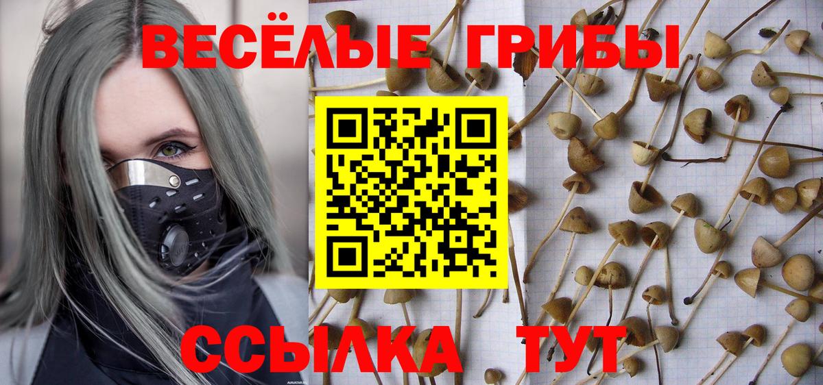 Кимры  Псилоцибиновые грибы Psilocybine cubensis  Вход с VPN 